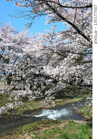 観音寺川の桜並木(福島県) 観音寺川の桜並木(福島県) 130177887