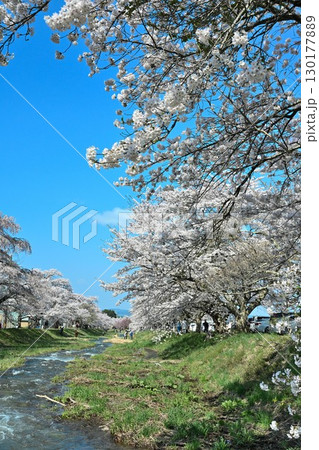 観音寺川の桜並木（福島県） 130177889