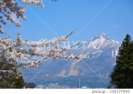 会津磐梯山と桜(福島県) 会津磐梯山と桜(福島県) 130177950