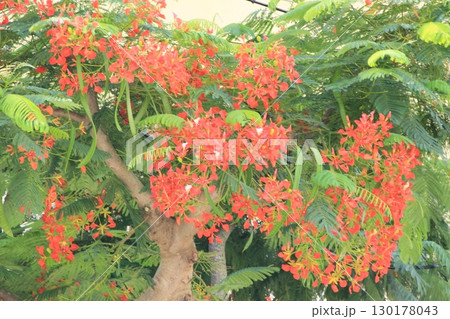 沖縄南国の花、満開ホウオウボク　夏風景 130178043
