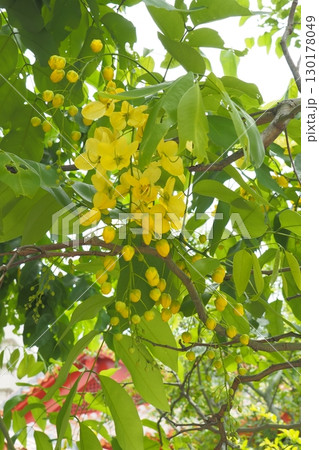 沖縄南国の花、黄色いゴールデンシャワー　夏風景 130178049