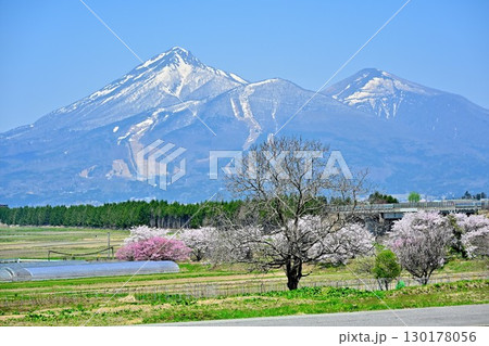 会津磐梯山と桜(福島県) 会津磐梯山と桜(福島県) 130178056