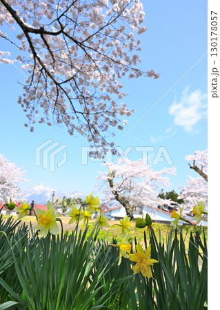 会津磐梯山と桜(福島県) 会津磐梯山と桜(福島県) 130178057