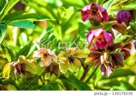 Purple Hellebores flowers grow in sunlight spring ornamental garden Purple Hellebores flowers grow in sunlight spring ornamental garden 130178230