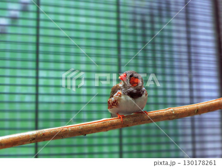 Sunda zebra finch (Taeniopygia guttata) little bird sitting on perch in cage Sunda zebra finch (Taeniopygia guttata) little bird sitting on perch in cage 130178261