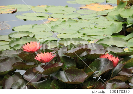 池に浮かぶ睡蓮の花 水辺夏風景 池に浮かぶ睡蓮の花 水辺夏風景 130178389