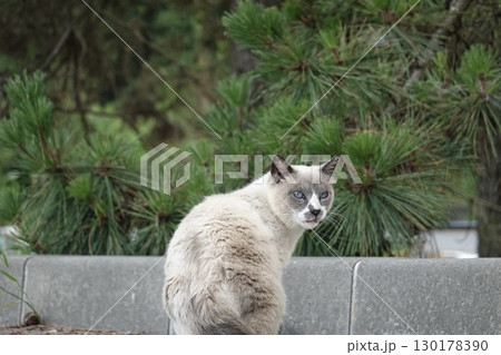 振り向く青い目の猫 振り向く青い目の猫 130178390