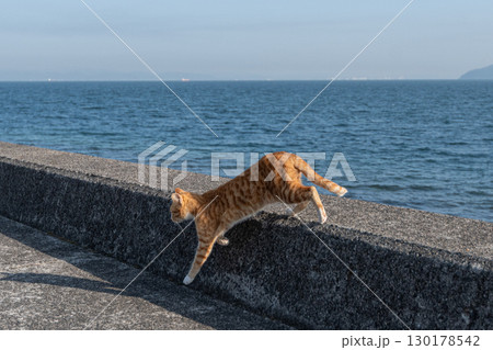 堤防を歩く猫 茶トラ猫 堤防を歩く猫 茶トラ猫 130178542