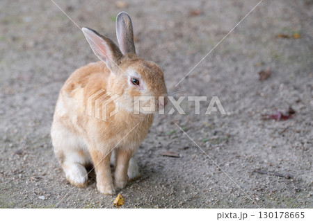 しょんぼりウサギ 130178665