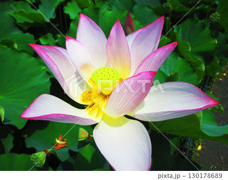 足立堀之内公園（東京都足立区）のハスの花の風景 130178689