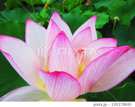 足立堀之内公園（東京都足立区）のハスの花の風景 130178695