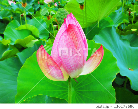 足立堀之内公園(東京都足立区)のハスの花の風景 足立堀之内公園(東京都足立区)のハスの花の風景 130178696