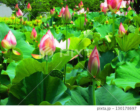 足立堀之内公園(東京都足立区)のハスの花の風景 足立堀之内公園(東京都足立区)のハスの花の風景 130178697