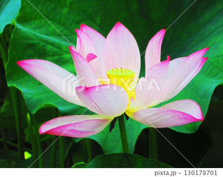 足立堀之内公園（東京都足立区）のハスの花の風景 130178701