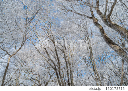 見上げると美しい霧氷と青空 見上げると美しい霧氷と青空 130178713