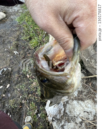 釣り上げたブラックバス 130178817