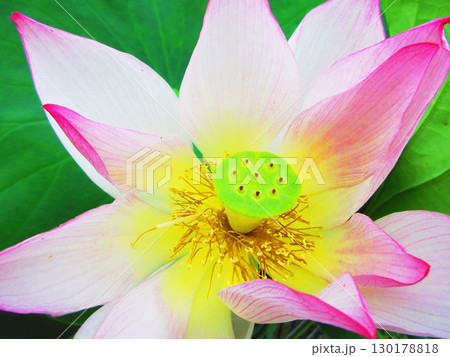 足立堀之内公園（東京都足立区）のハスの花の風景 130178818