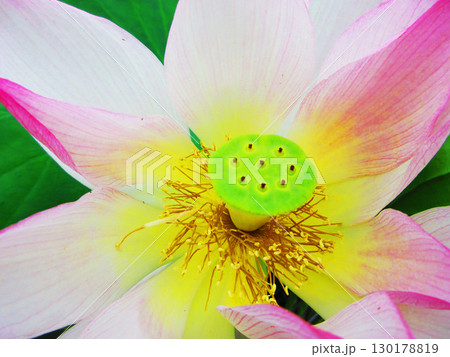 足立堀之内公園（東京都足立区）のハスの花の風景 130178819