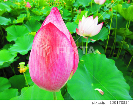 足立堀之内公園（東京都足立区）のハスの花の風景 130178834