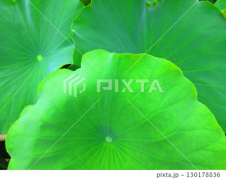 足立堀之内公園（東京都足立区）のハスの花の風景 130178836