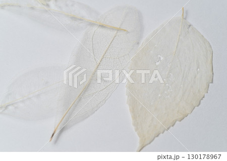 美しい白い葉脈　スケルトンリーフ 130178967
