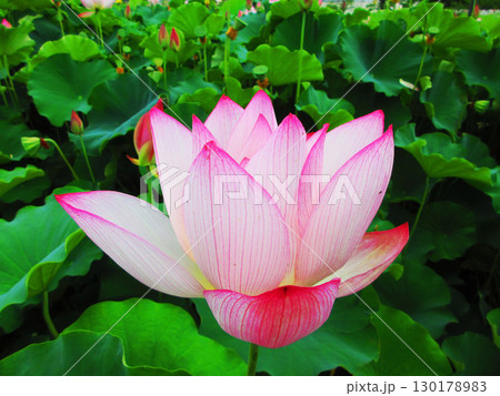 足立堀之内公園(東京都足立区)のハスの花の風景 足立堀之内公園(東京都足立区)のハスの花の風景 130178983