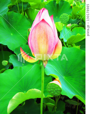 足立堀之内公園（東京都足立区）のハスの花の風景 130178985