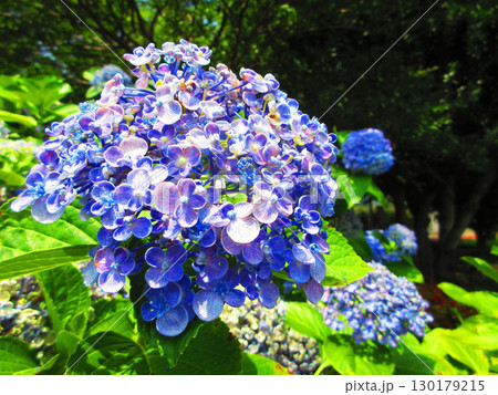 ウズアジサイの花の風景 130179215