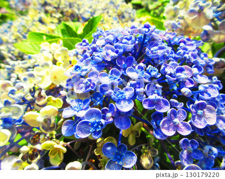 ウズアジサイの花の風景 130179220