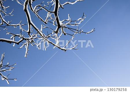 雪あがりの冬の青空と雪を纏った木の枝 雪あがりの冬の青空と雪を纏った木の枝 130179258
