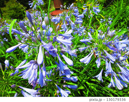 アガパンサス(ムラサキクンシラン)の花の風景 アガパンサス(ムラサキクンシラン)の花の風景 130179336