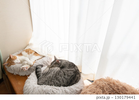 窓辺で眠る二匹の猫 130179441