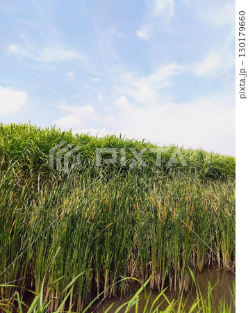 猛暑日の風に吹かれる用水路に生える蒲と夏草風景 猛暑日の風に吹かれる用水路に生える蒲と夏草風景 130179660
