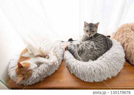 窓辺で眠る二匹の猫 窓辺で眠る二匹の猫 130179676