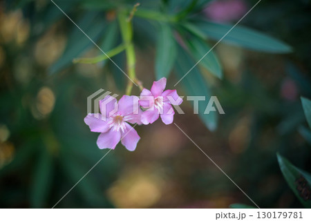 Pink Oleander Flowers in Bloom Pink Oleander Flowers in Bloom 130179781