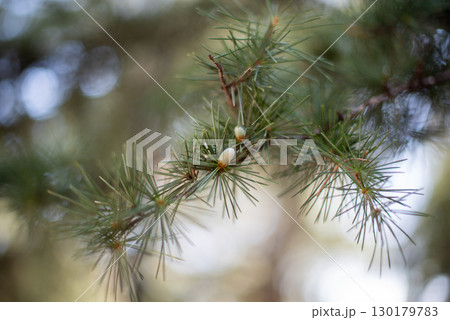 Close-up of Pine Needles with Blurred Background Close-up of Pine Needles with Blurred Background 130179783