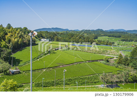 掛川市の彗星発見の丘公園周辺の茶畑の風景(静岡県) 130179906