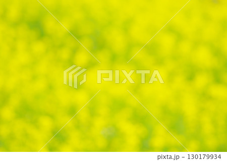 菜の花畑　菜の花色のイメージ 130179934