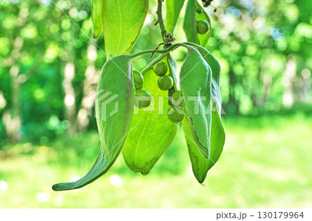 緑色の袋状の実をつけたアオギリ（夏、七月） 130179964