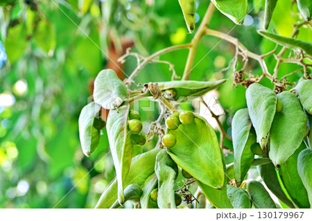 緑色の袋状の実をつけたアオギリ（夏、七月） 130179967