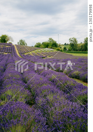 Rows of vibrant purple lavender stretching across field, with solitary white chair nestled among fragrant blossoms beneath cloudy sky, create tranquil and picturesque scene. Blooming lavender field Rows of vibrant purple lavender stretching across field, with solitary white chair nestled among fragrant blossoms beneath cloudy sky, create tranquil and picturesque scene. Blooming lavender field 130179998