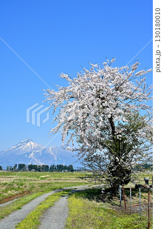 猪苗代湖沿いの一本桜（福島県） 130180010