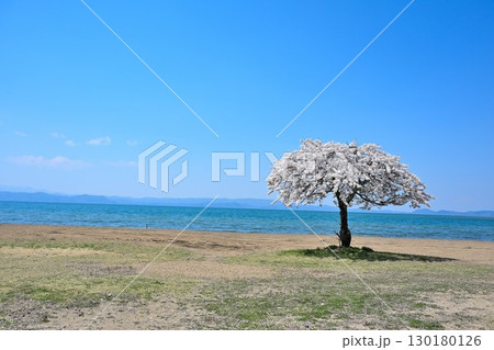 志田浜の一本桜（福島県） 130180126