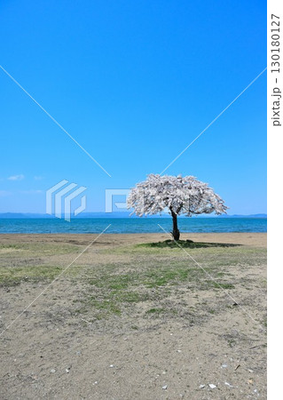 志田浜の一本桜（福島県） 130180127