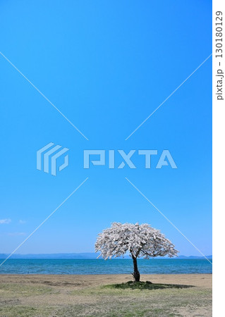 志田浜の一本桜（福島県） 130180129