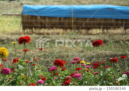 稲かけした稲とダリアの花 稲かけした稲とダリアの花 130180140
