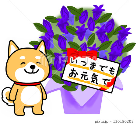 敬老の日に青いリンドウの花をプレゼントするしばいぬ 130180205