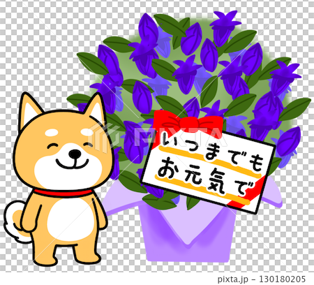 敬老の日に青いリンドウの花をプレゼントするしばいぬ 130180205
