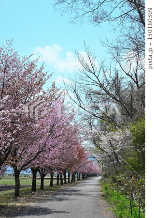 猪苗代湖畔の桜並木（福島県） 130180309