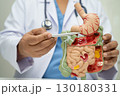 Digestive system with stomach and intestine, Asian doctor holding human anatomy model for study diagnosis and treatment in hospital. 130180331